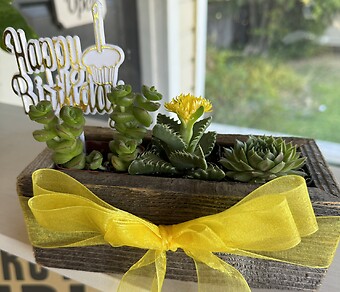 Succulent Birthday