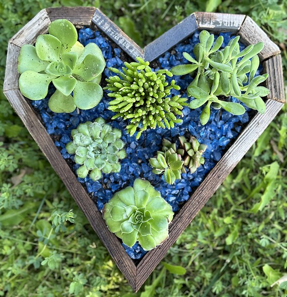 Succulent Love