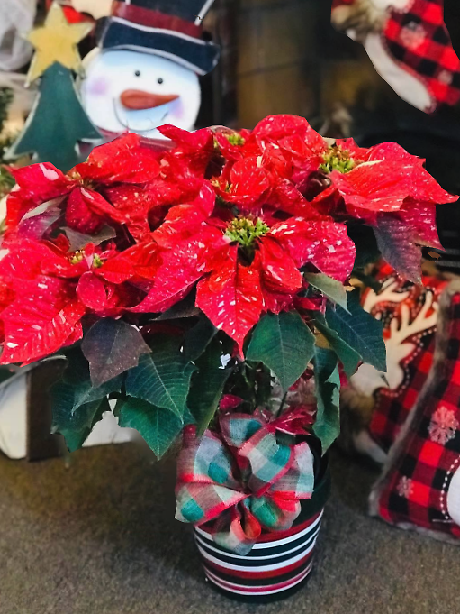 Christmas Poinsettia